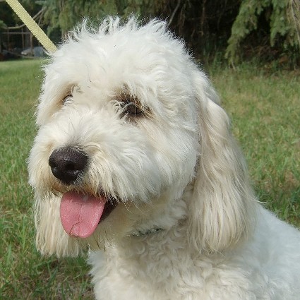 mini goldendoodle pictures. F1 mini goldendoodle and a